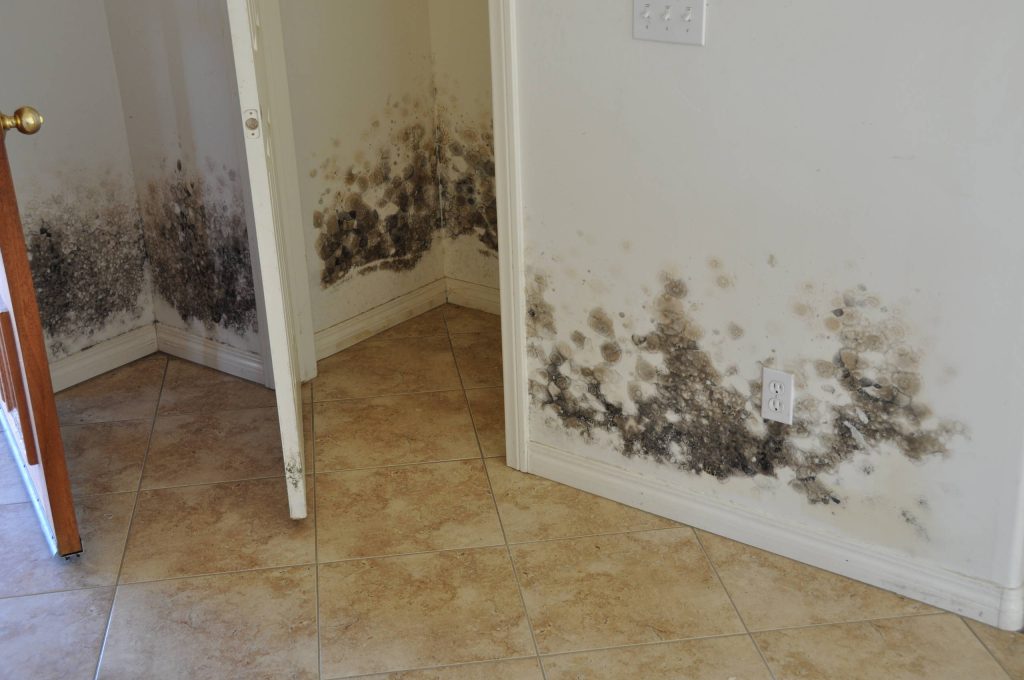 How to Handle Mold in a Flooded House: Immediate Steps to Protect Your Home